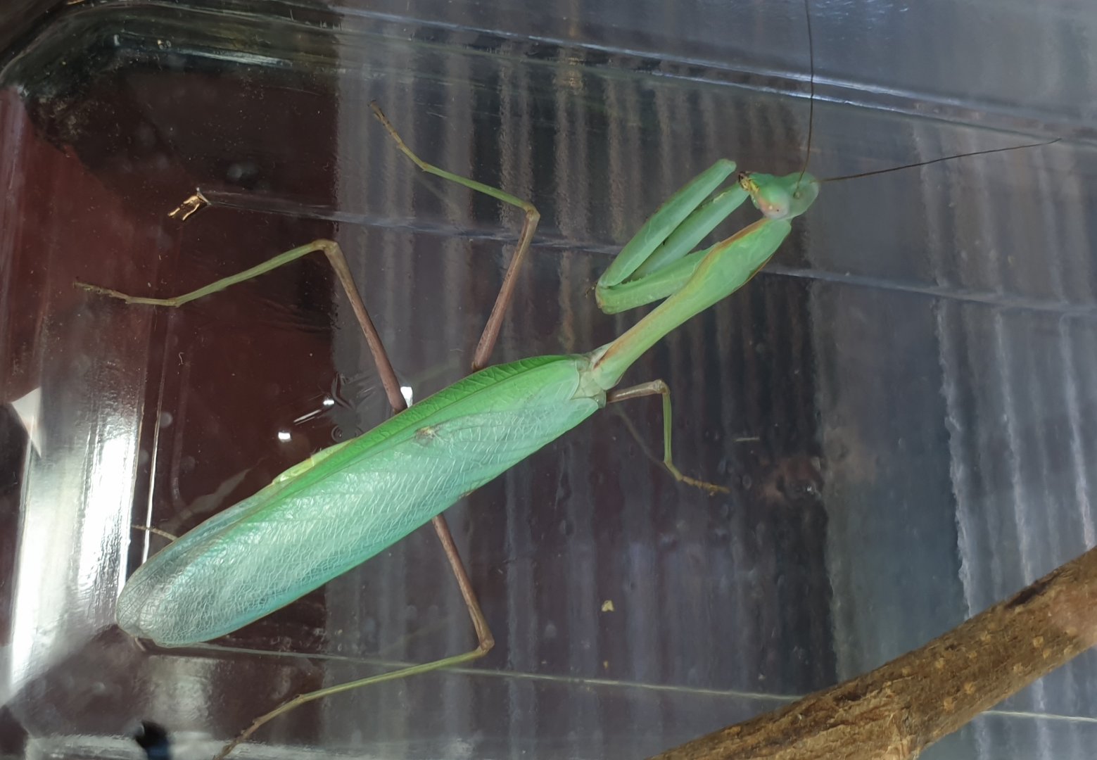 Hierodula membranacea