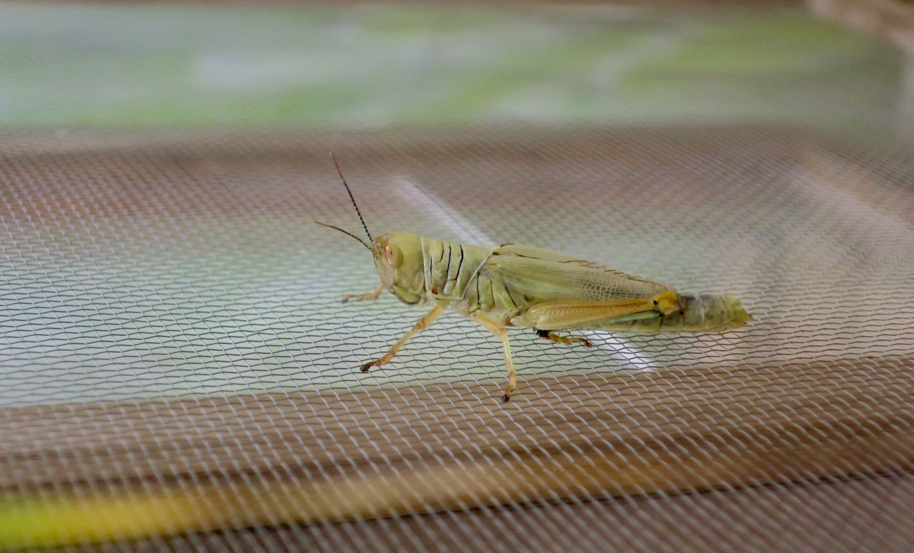 Hieroglyphus annulicornis, a short-horned grasshopper