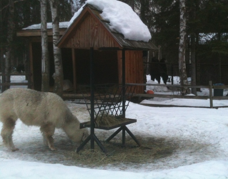 High Altitude Domestics - Yak, Alpaca, Camel