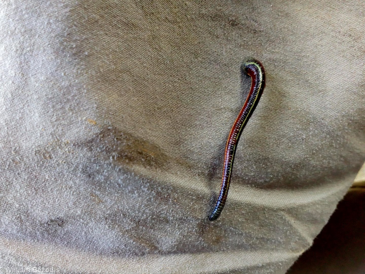 High Altitude Leech - Mount Kinabalu
