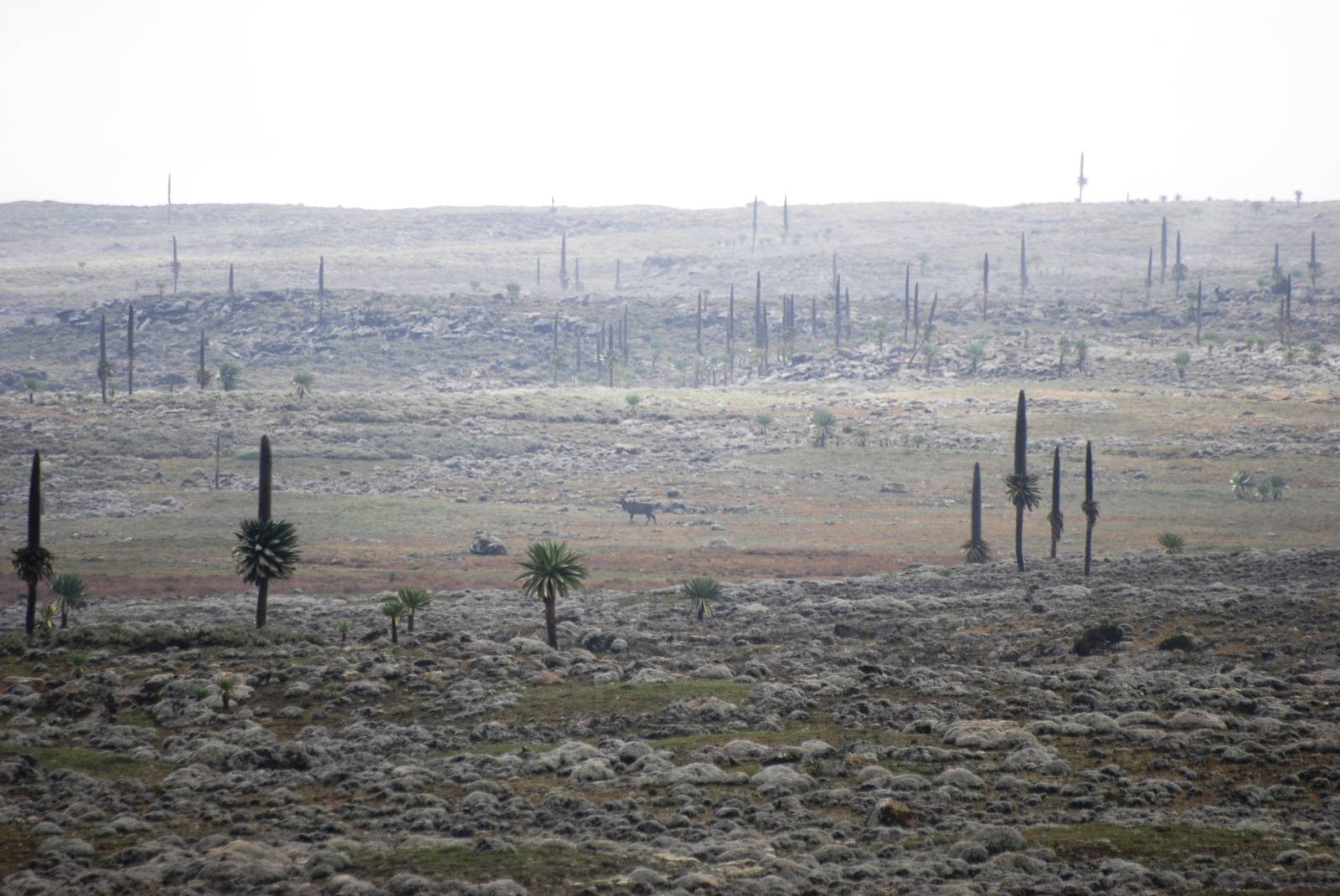 High-altitude Mountain Nyala in Bale Mountains NP, 15/10/14