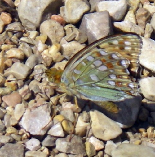 High Brown Fritillary (Argynnis adippe)