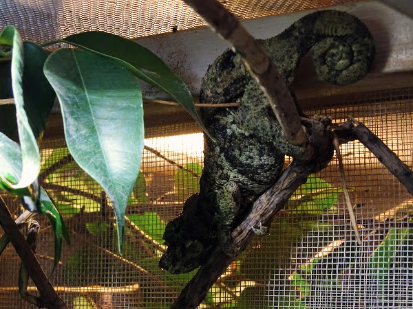 High-casque chameleon (Trioceros hoehnelii)(BtS)