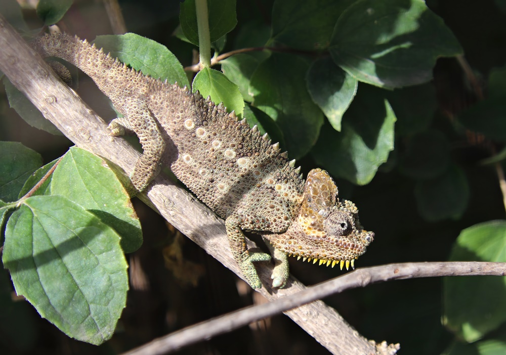 High-casque chameleon (Trioceros hoehnelii)