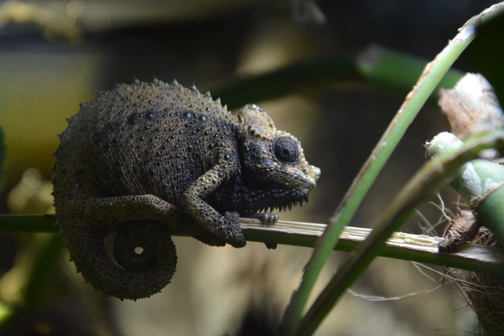 High-casqued chameleon (Trioceros hoehnelii)