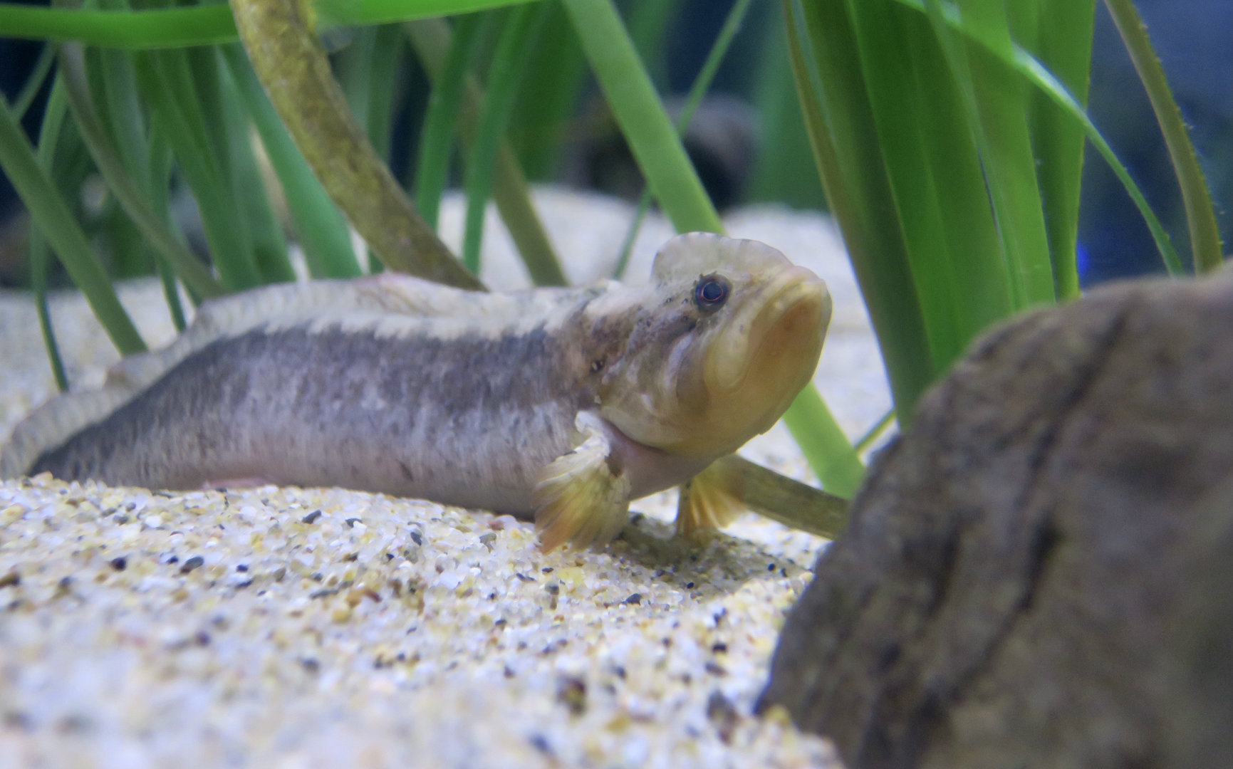 High Cockscomb (Anoplarchus purpurescens)