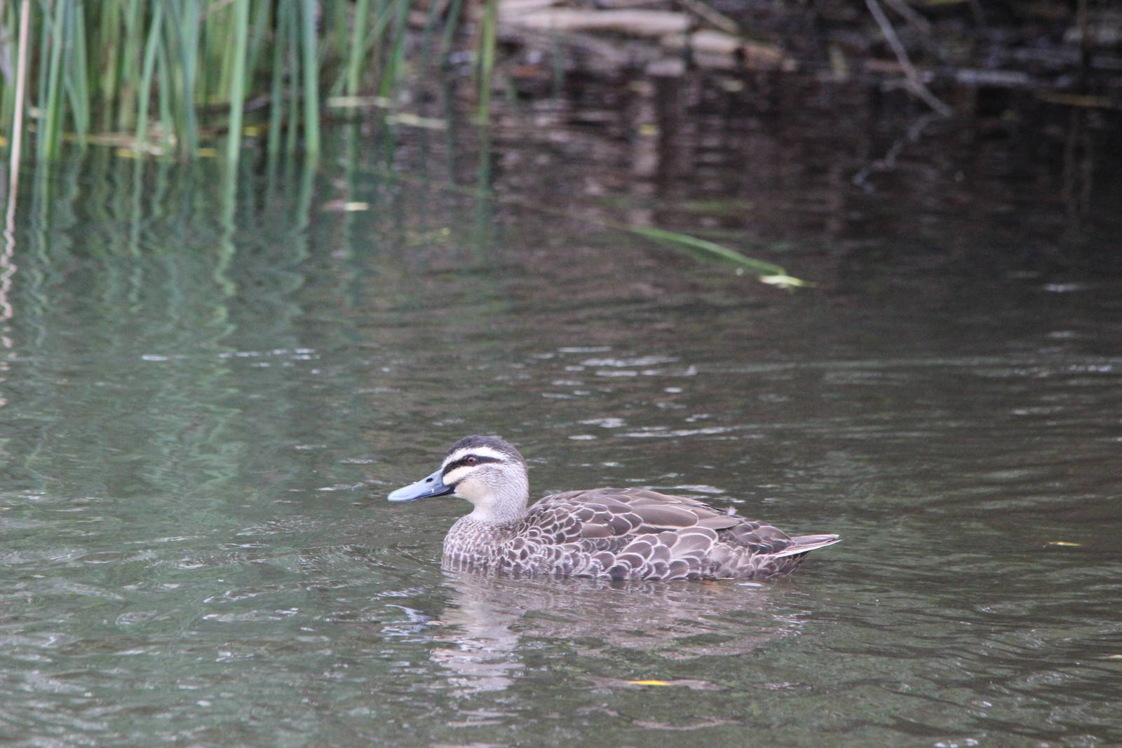 High-content Grey Duck hybrid