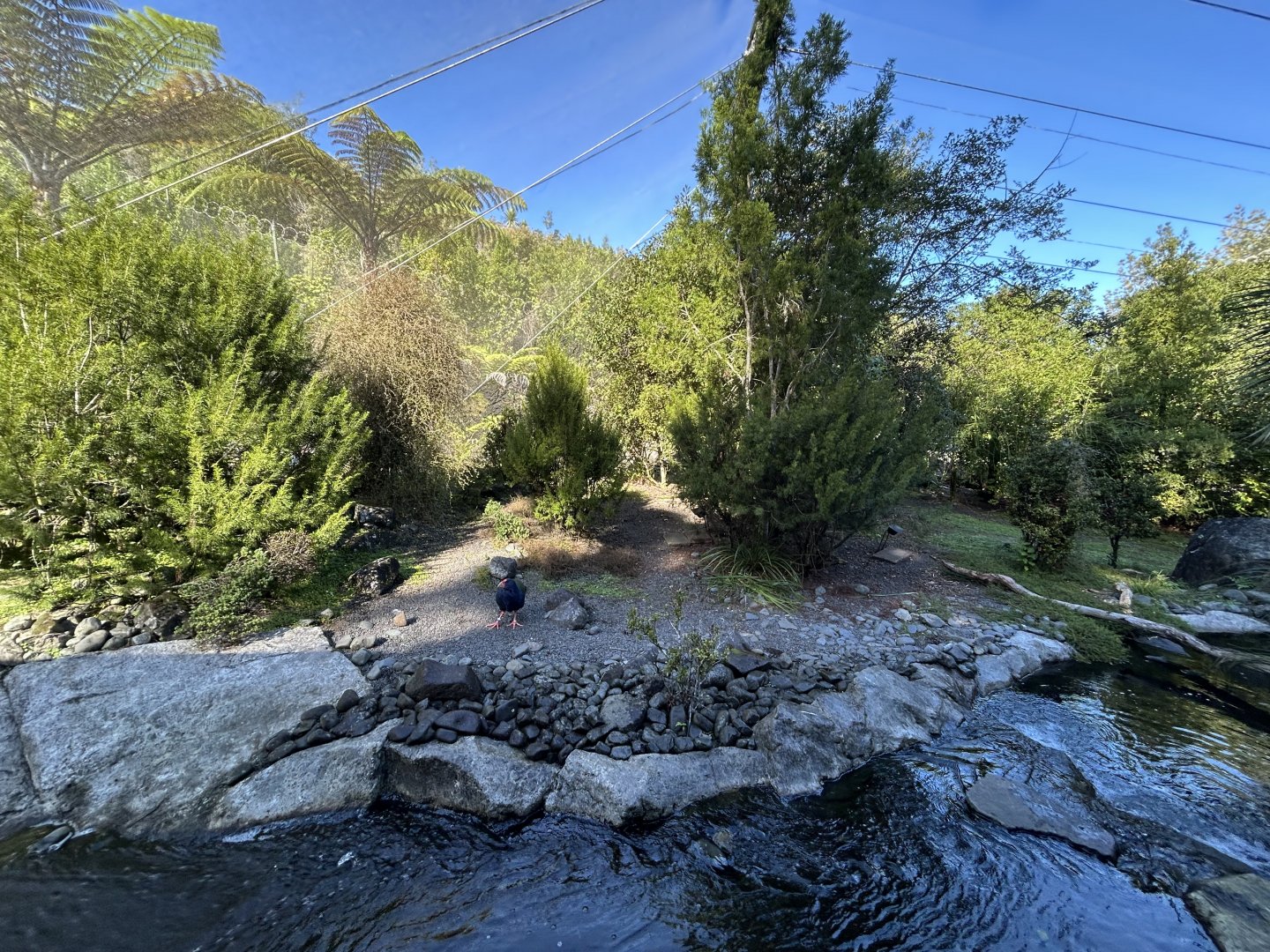 High Country Aviary - Te Wao Nui