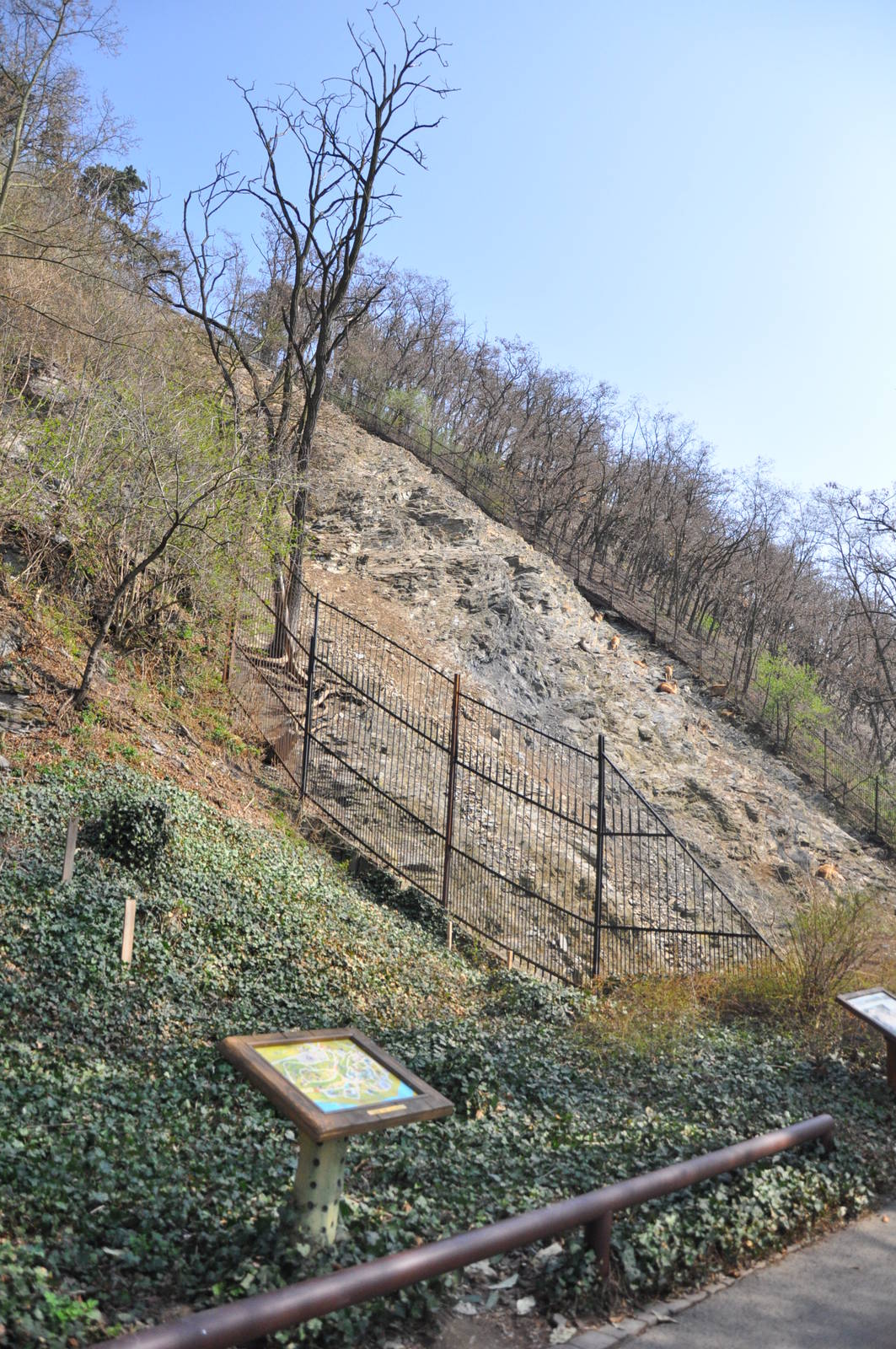 High mountains enclosure for himalayan tahr (Hemitragus jemlahicus)