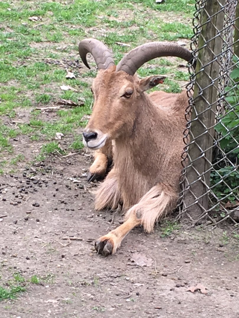 High Park Zoo - Aoudad Ram