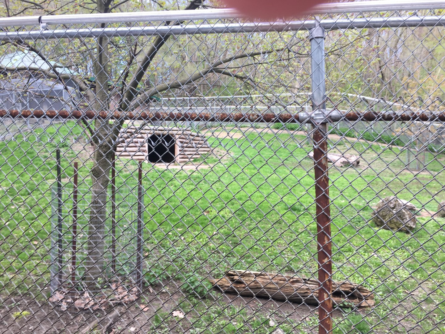 High Park Zoo - Bennett's Wallaby Pen
