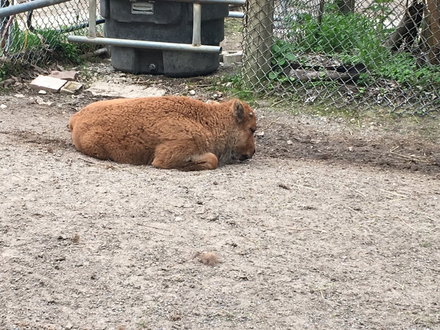 High Park Zoo - Bison Calf