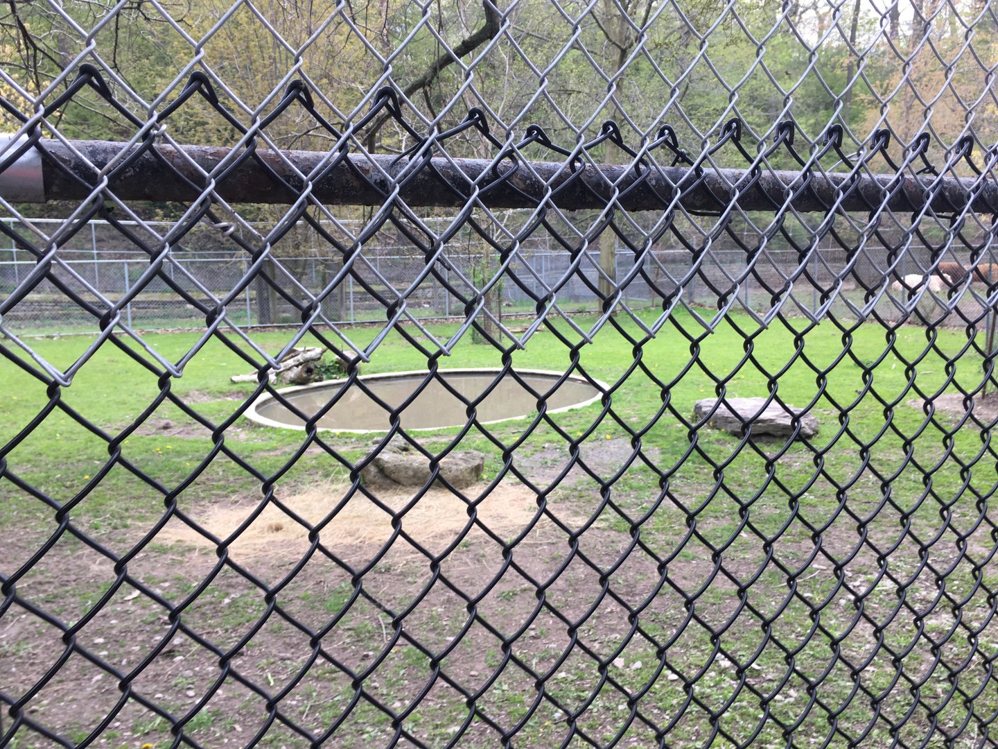 High Park Zoo - Capybara Pen