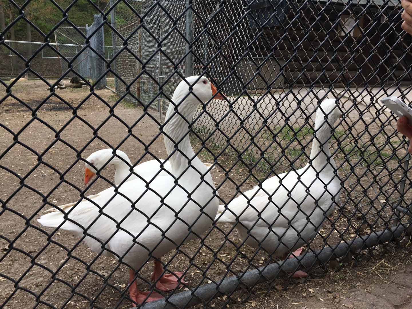 High Park Zoo - Domestic Geese