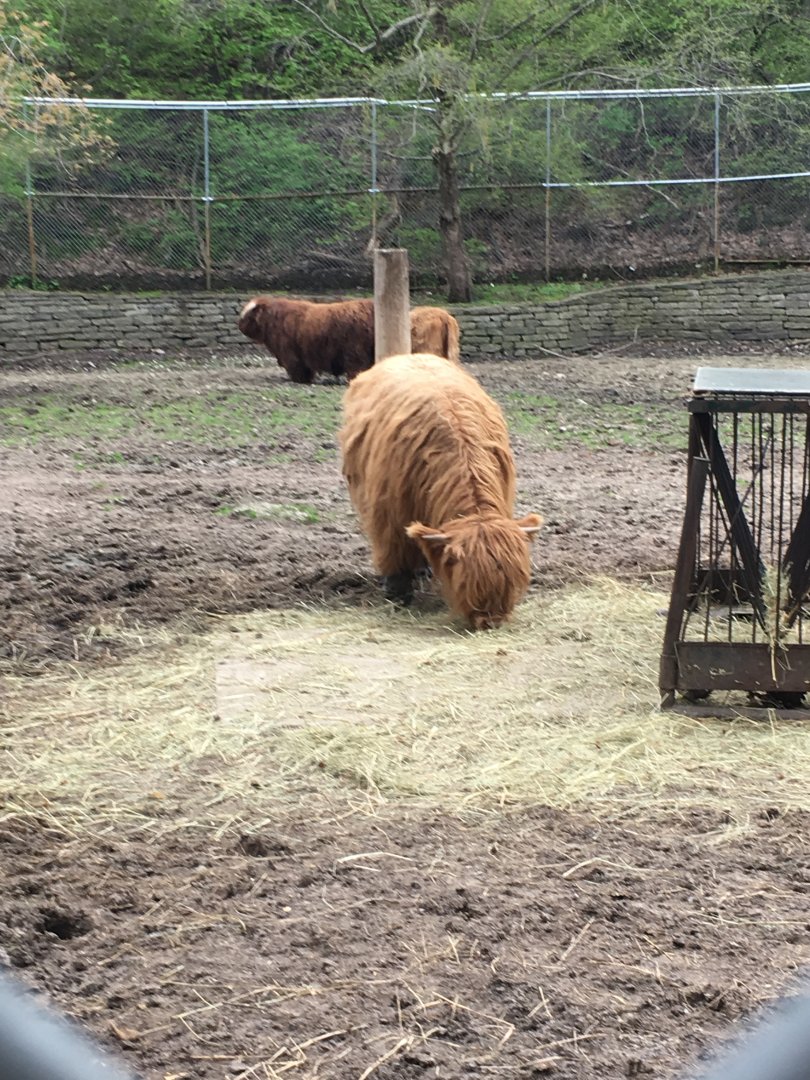 High Park Zoo - Highland Cattle