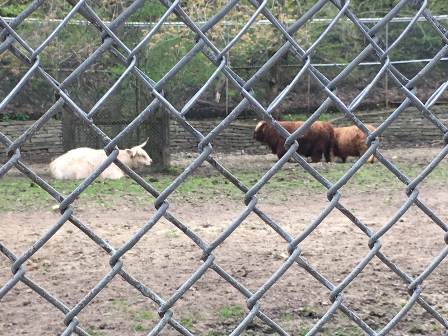 High Park Zoo - Highland Cattle