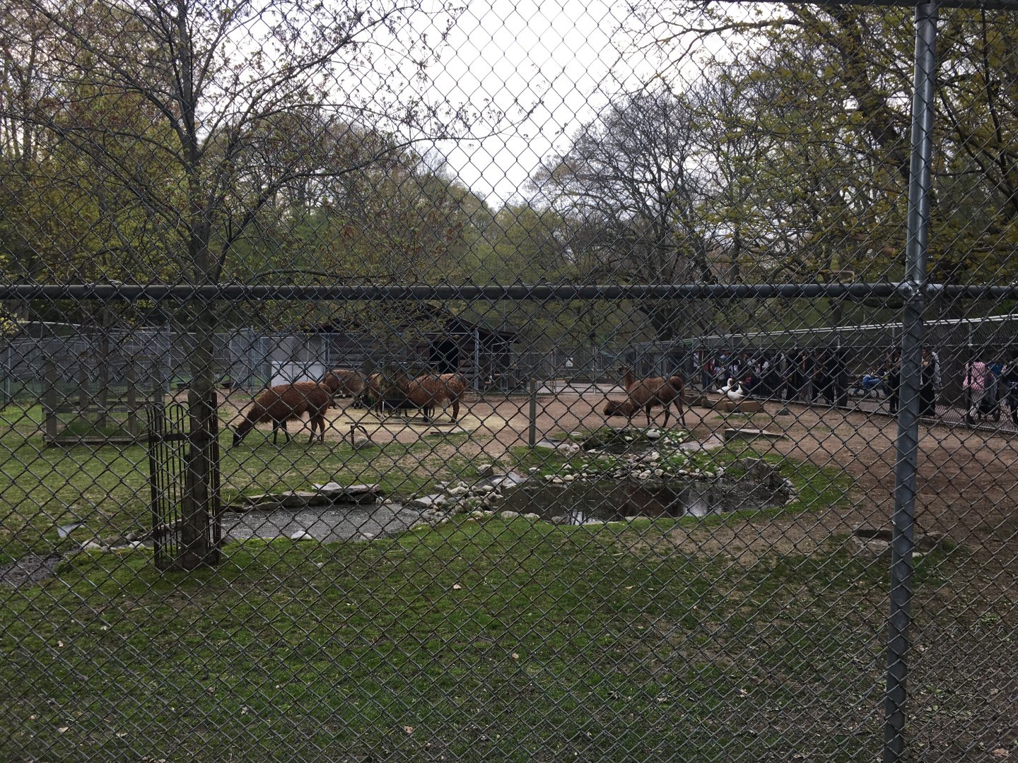 High Park Zoo - Llama/Domestic Goose Pen
