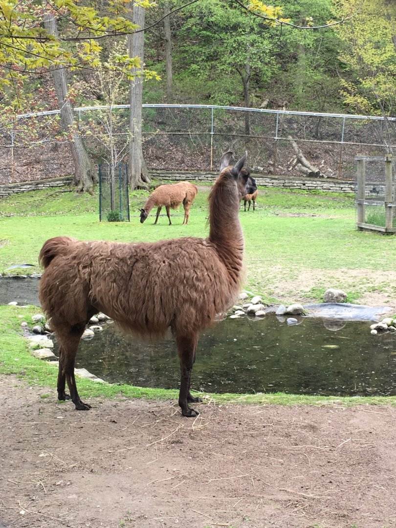 High Park Zoo - Llama