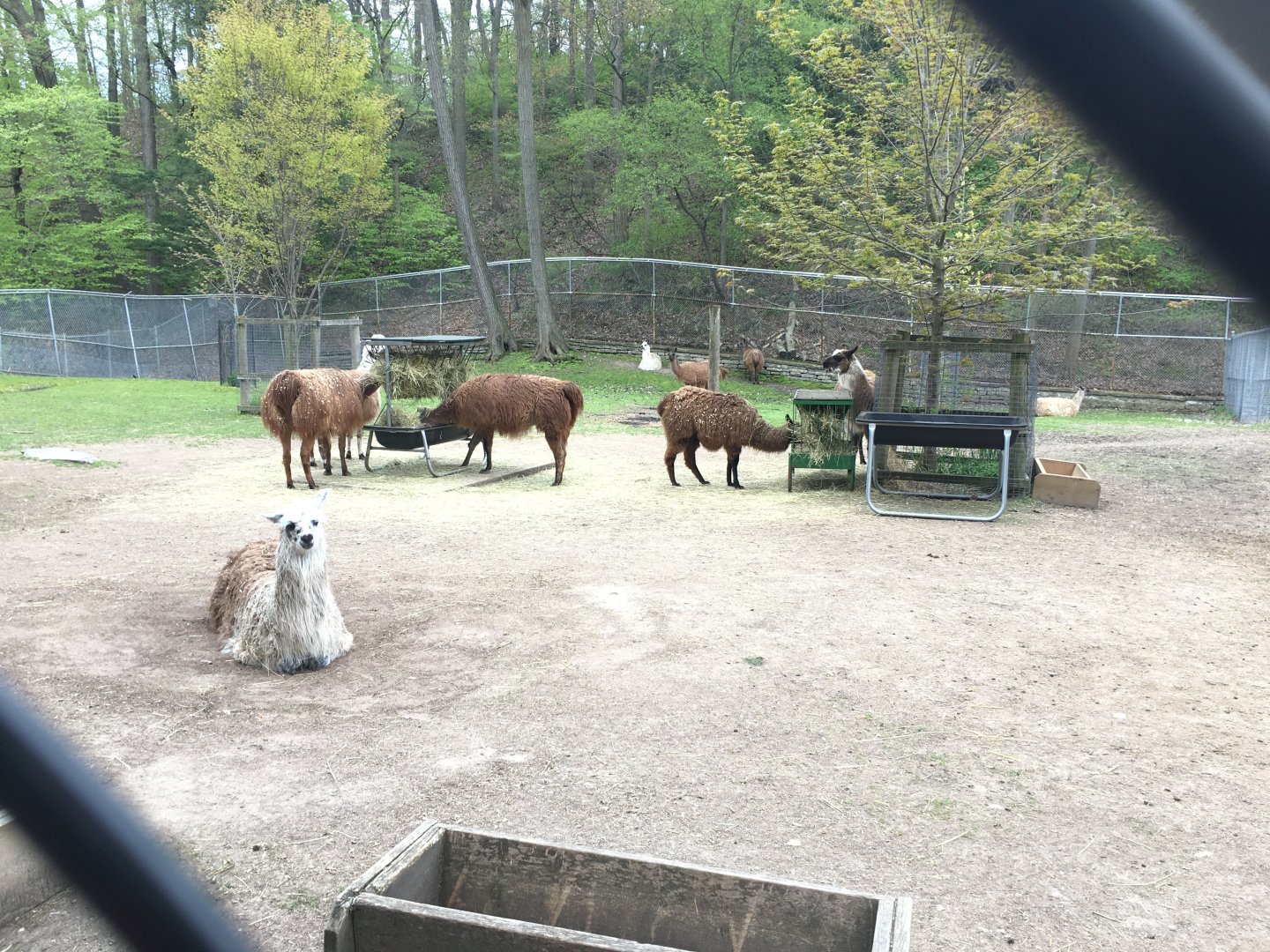 High Park Zoo - Llamas