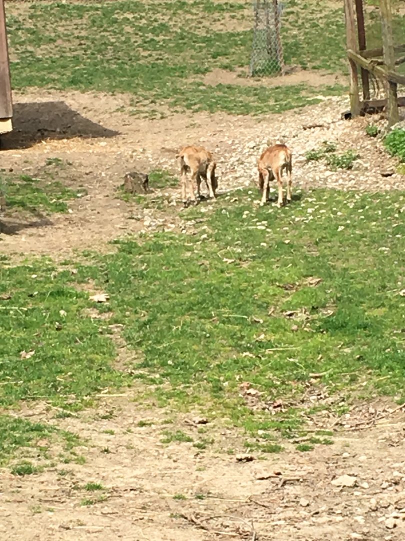 High Park Zoo - Mouflon lambs