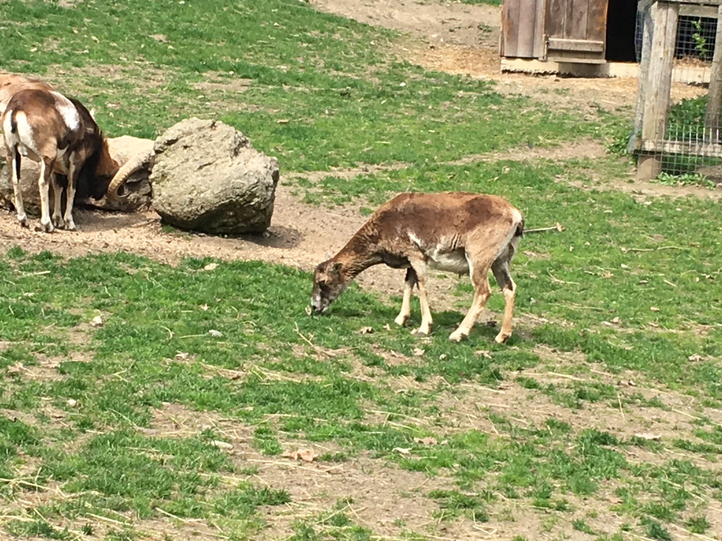 High Park Zoo - Mouflon ram and ewe