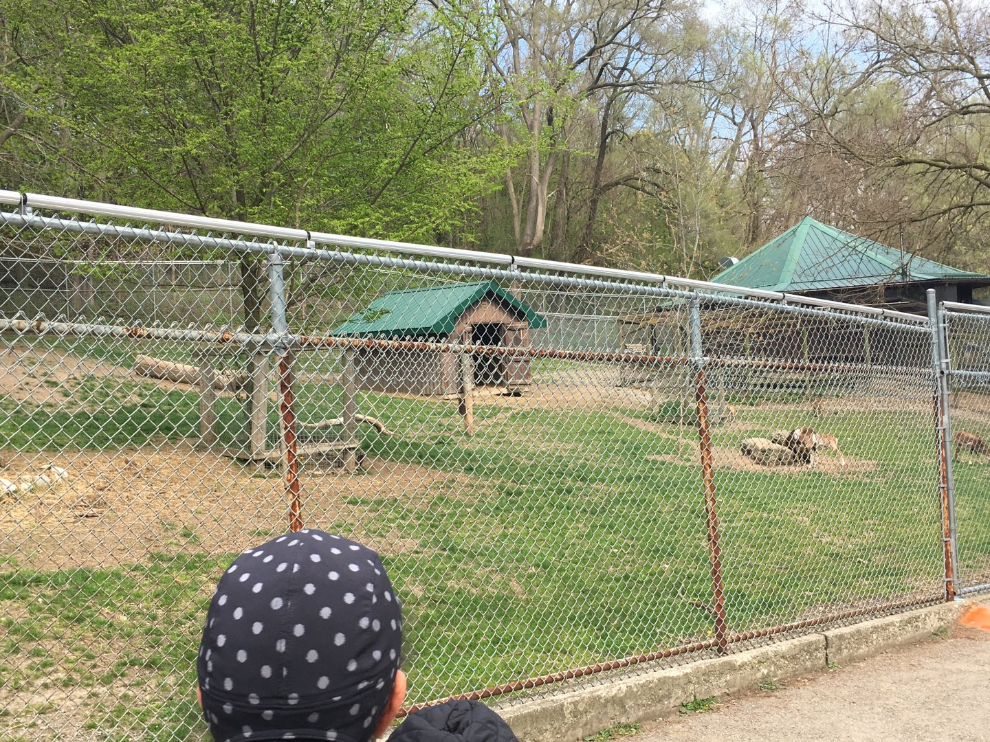 High Park Zoo - Mouflon/Wild sheep pen