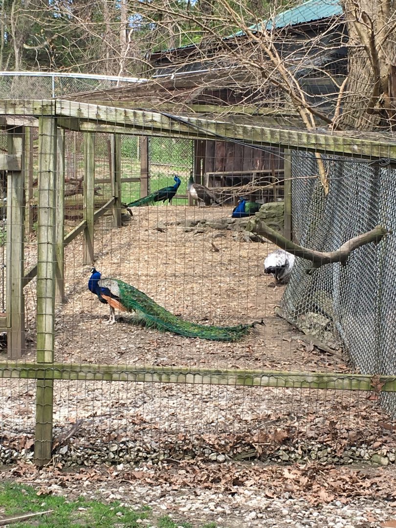 High Park Zoo - Peafowl