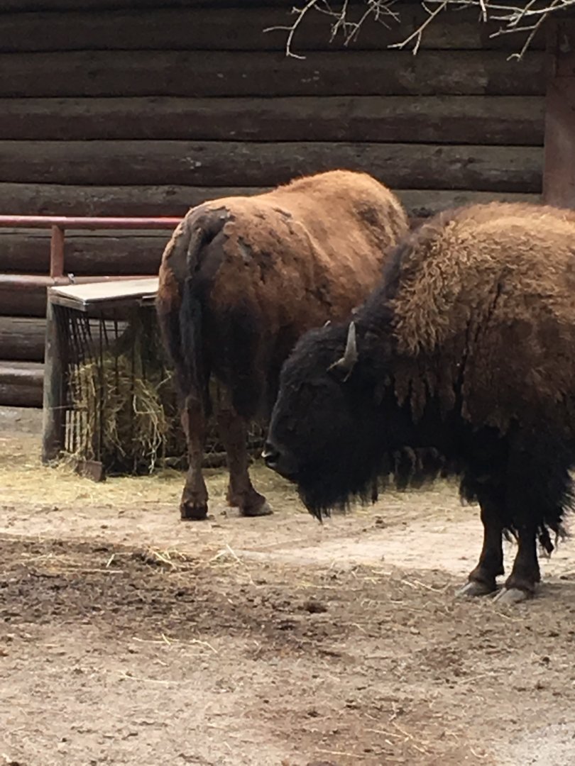 High Park Zoo - Plains Bison