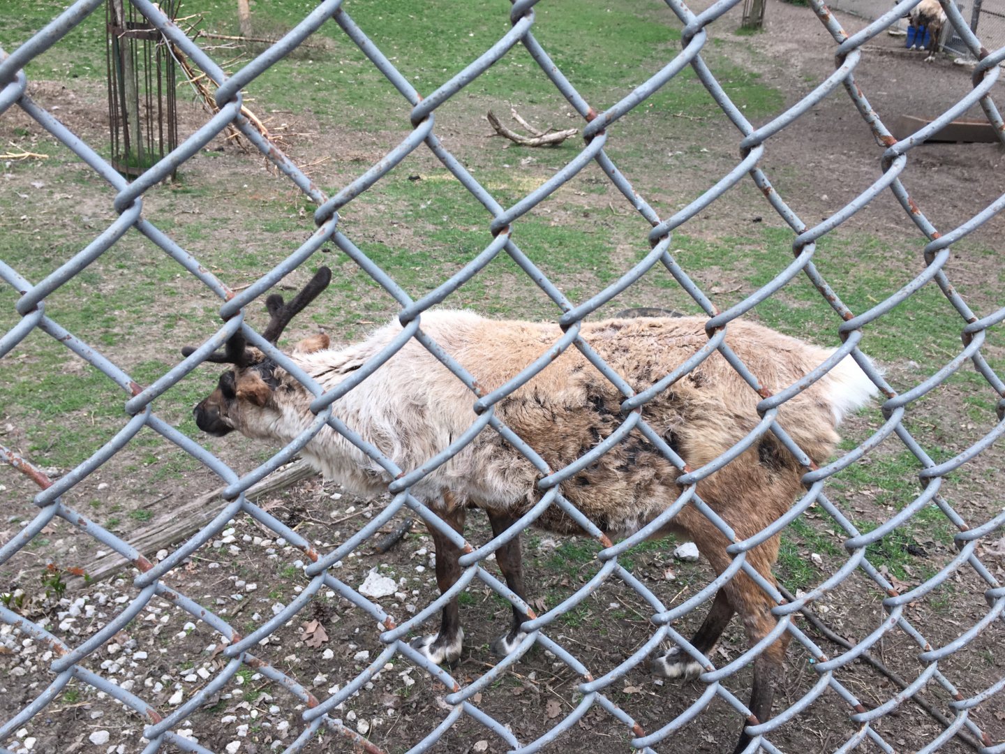 High Park Zoo - Reindeer