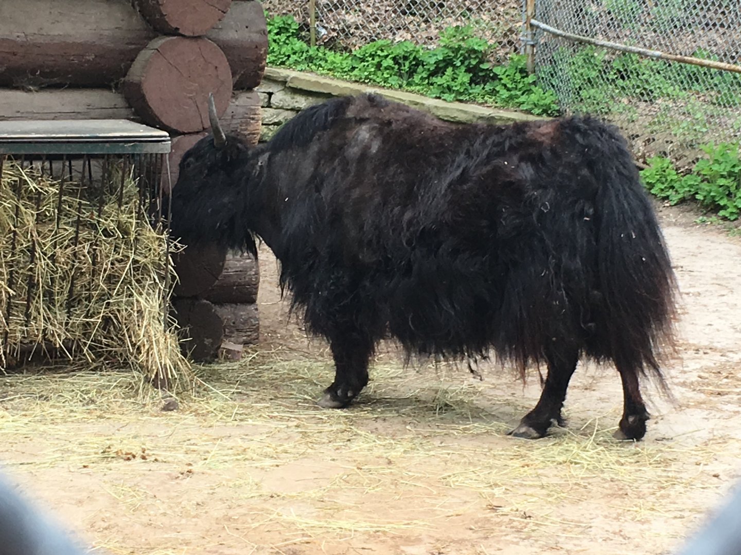 High Park Zoo - Yak