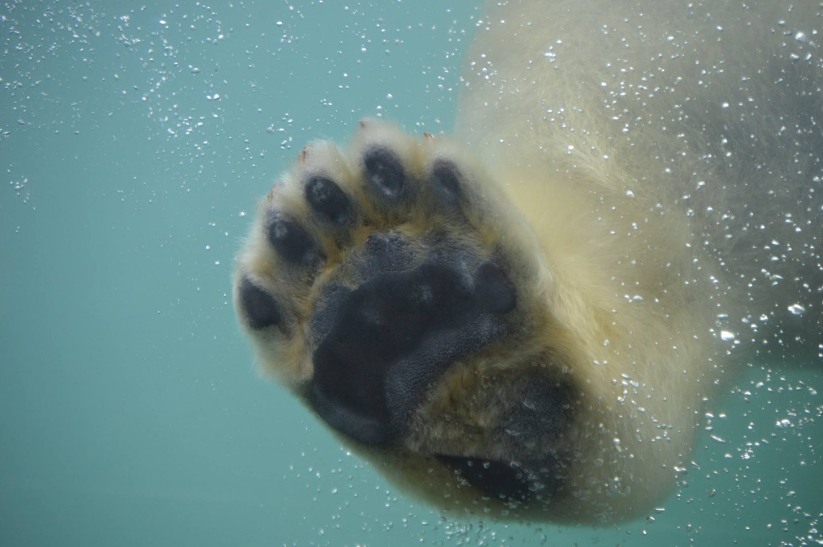 High "Paw" from Siku (Ursus maritimus)