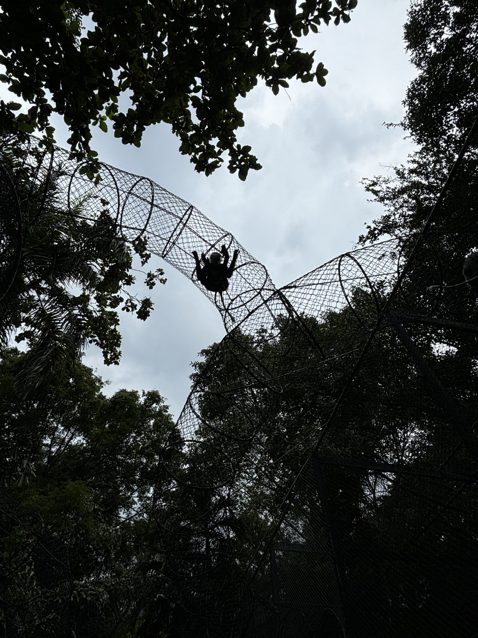 High Primate Trail - Colobus Monkey