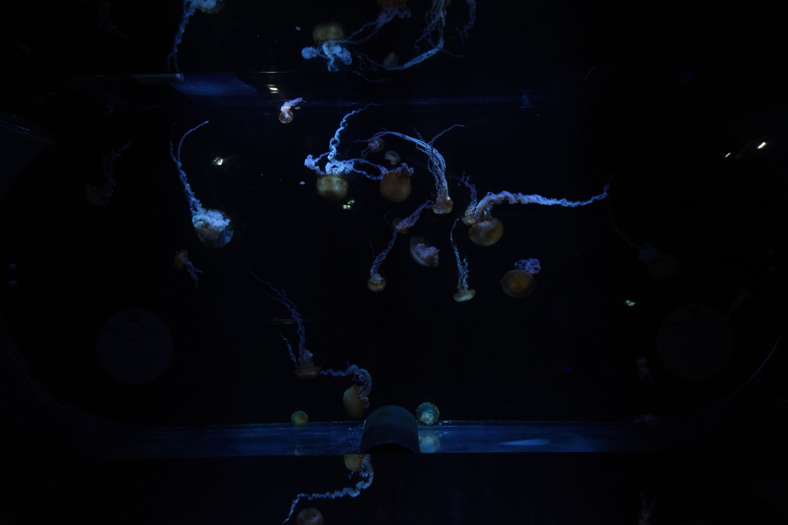 High seas - jellyfish