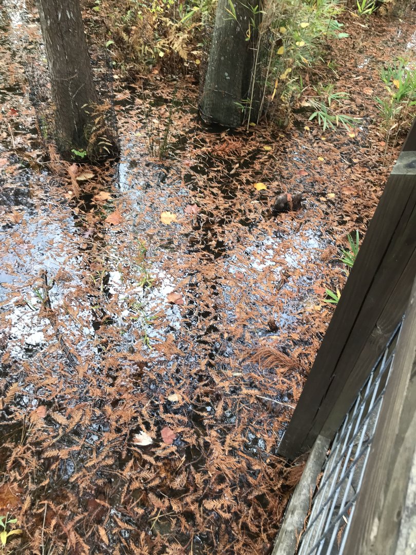 High Water Level at Cypress Swamp
