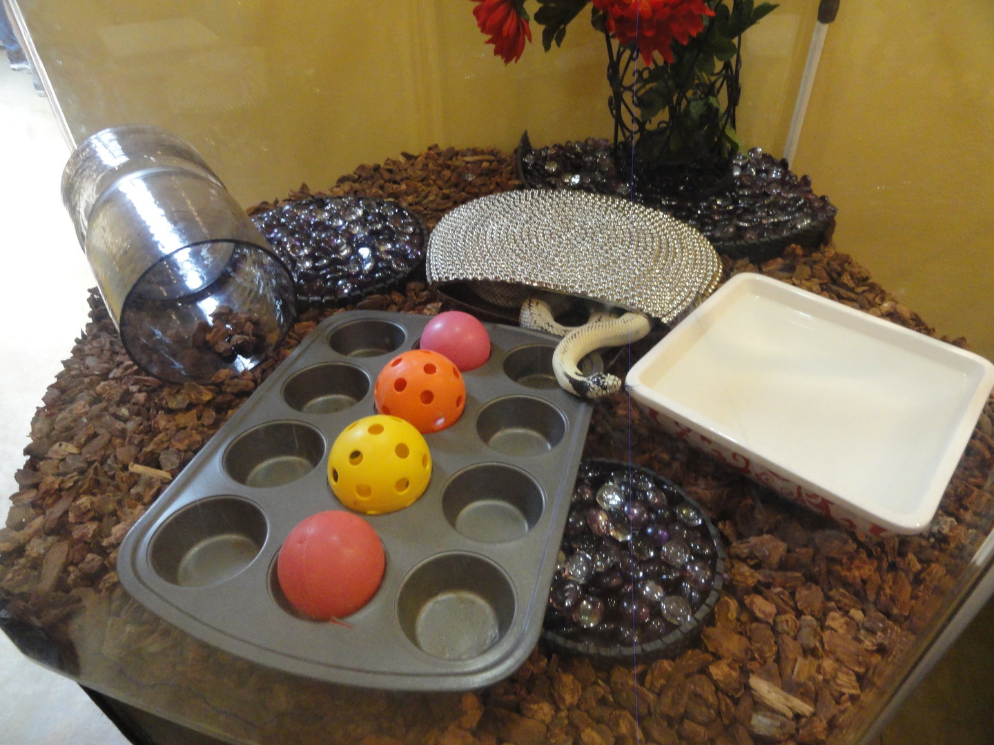 High White California Kingsnake Exhibit