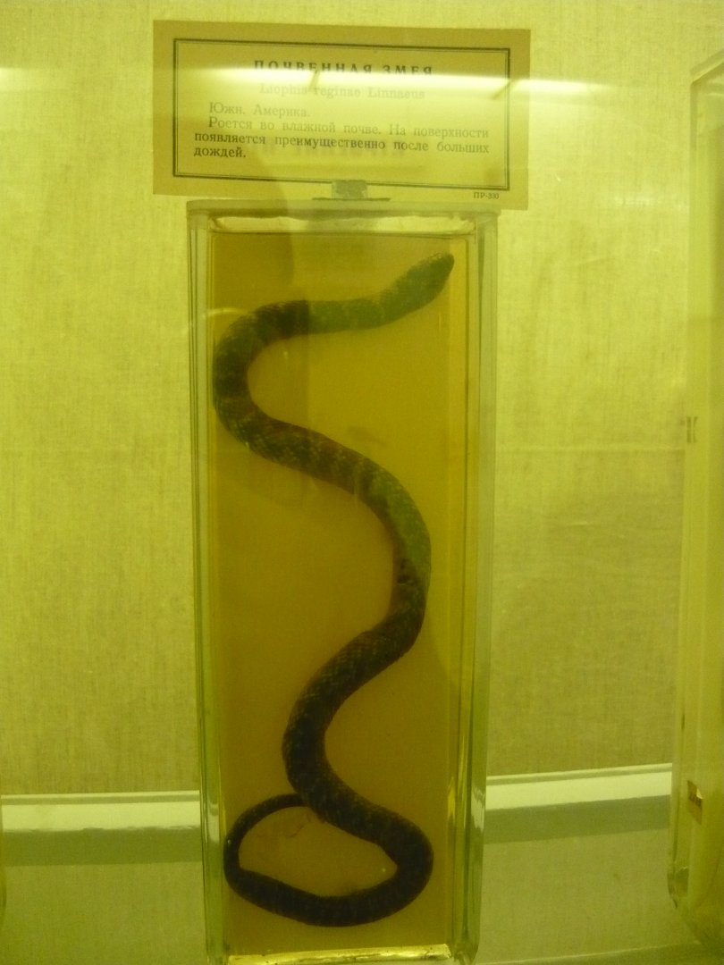 High woods coral snake