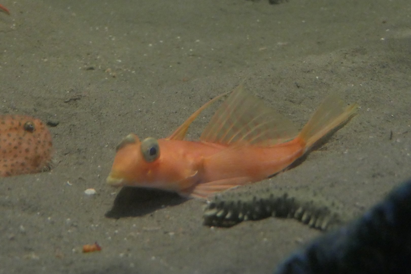 Highfin Bigeye Dragonet (Foetorepus altivelis)