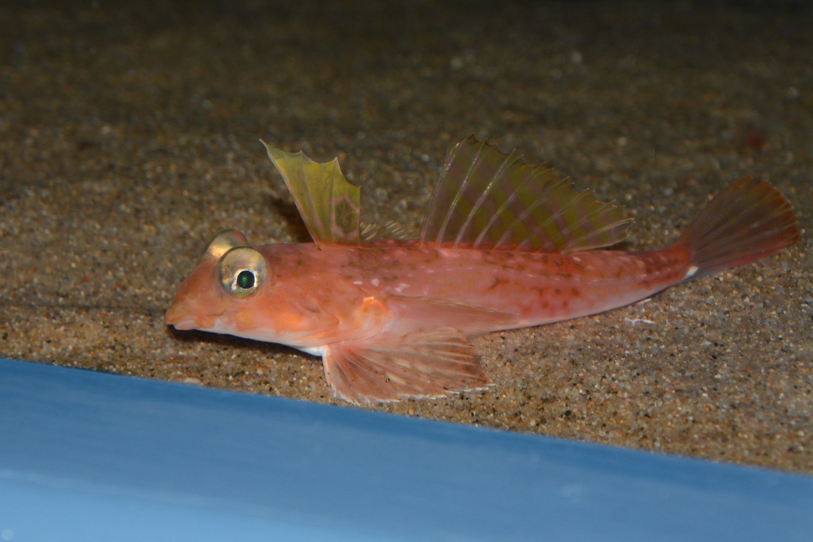 Highfin bigeye dragonet (Synchiropus altivelis)