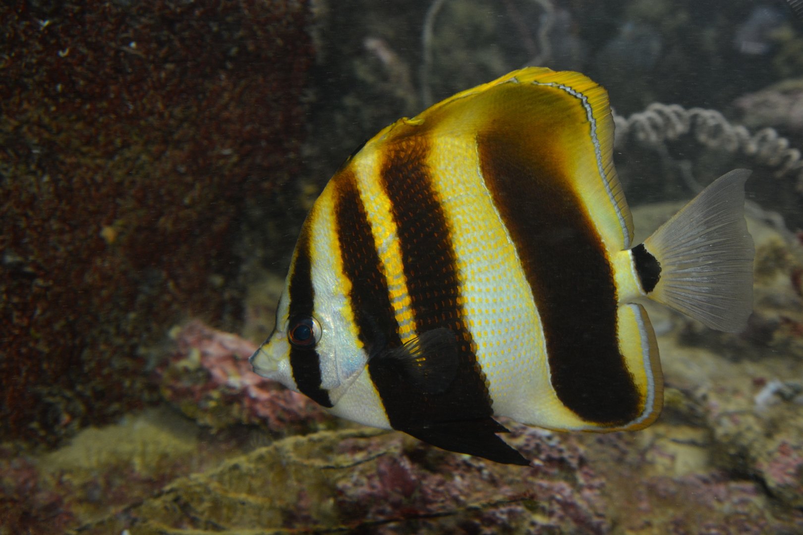 Highfin coralfish (Coradion altivelis)