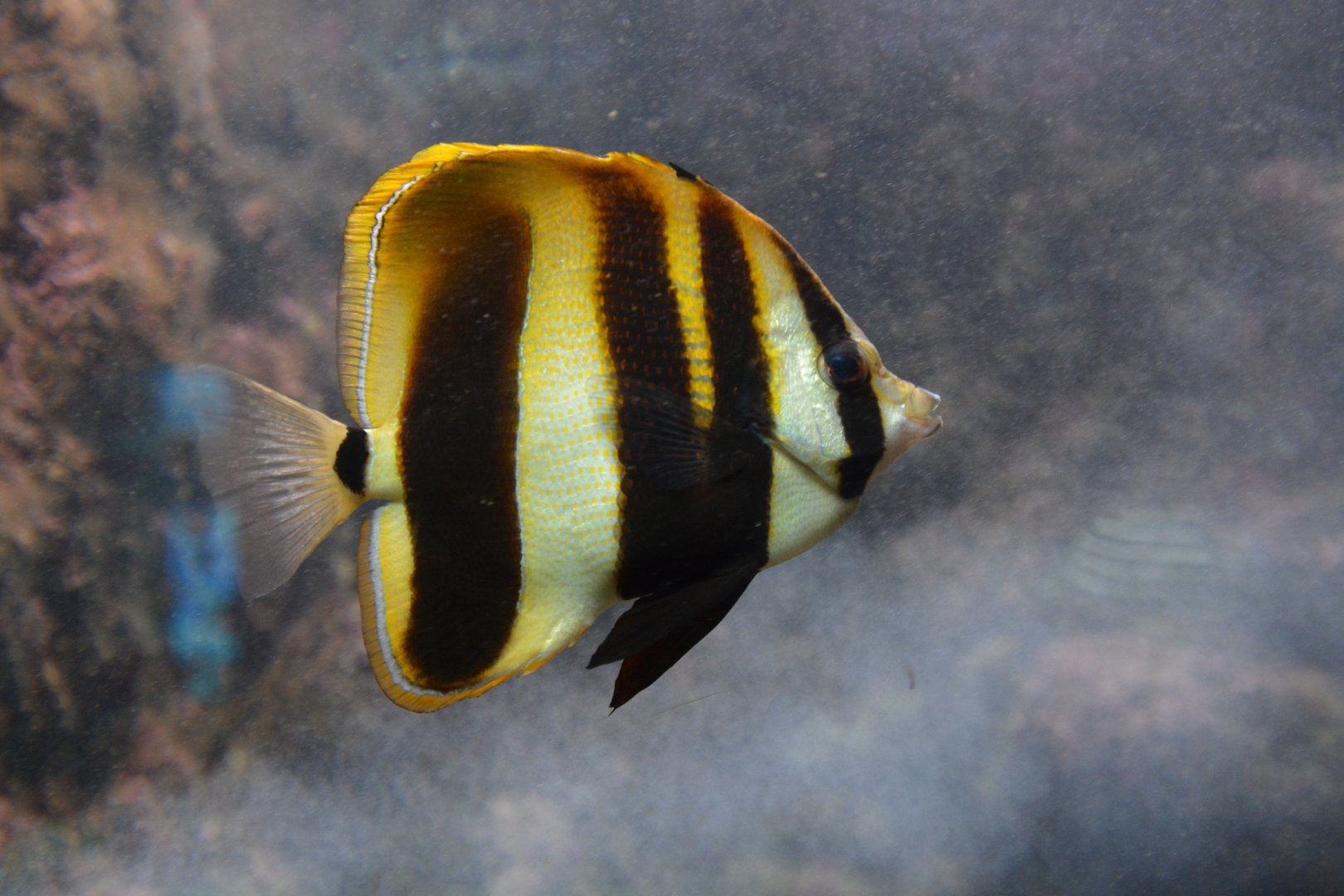 Highfin coralfish (Coradion altivelis)