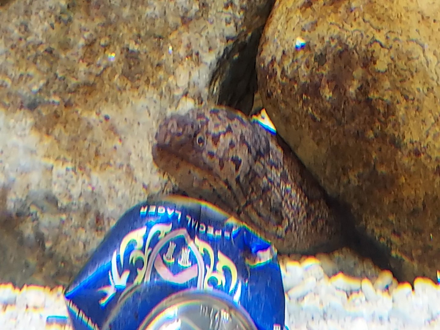 Highfin Moray