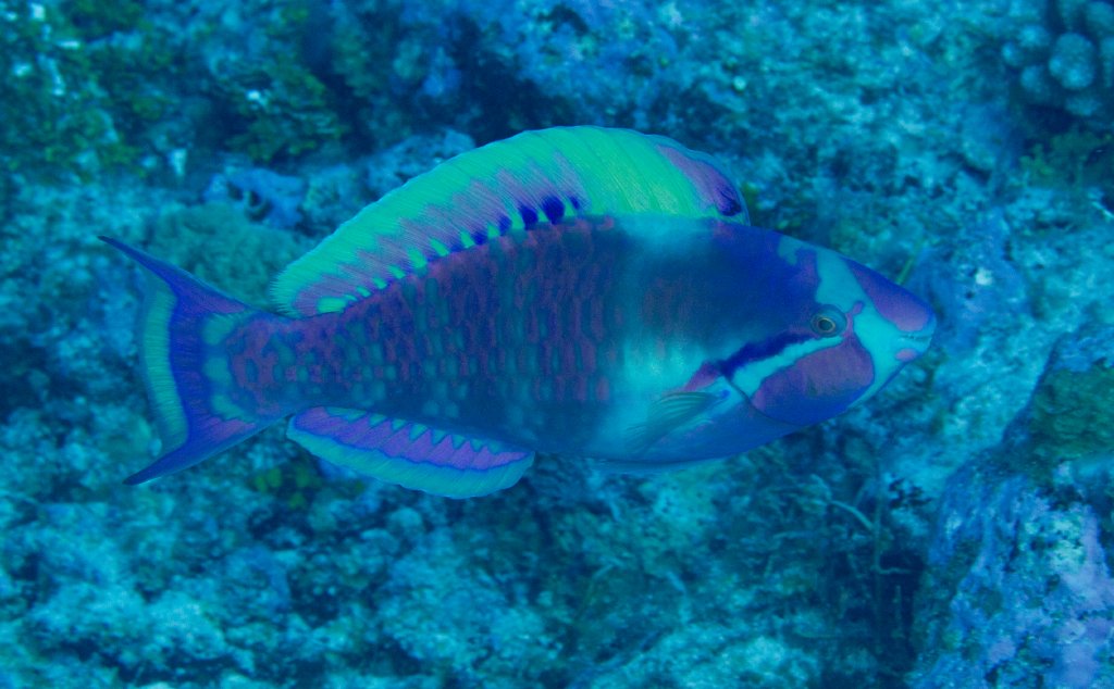 Highfin Parrotfish (Scarus longipinnis)