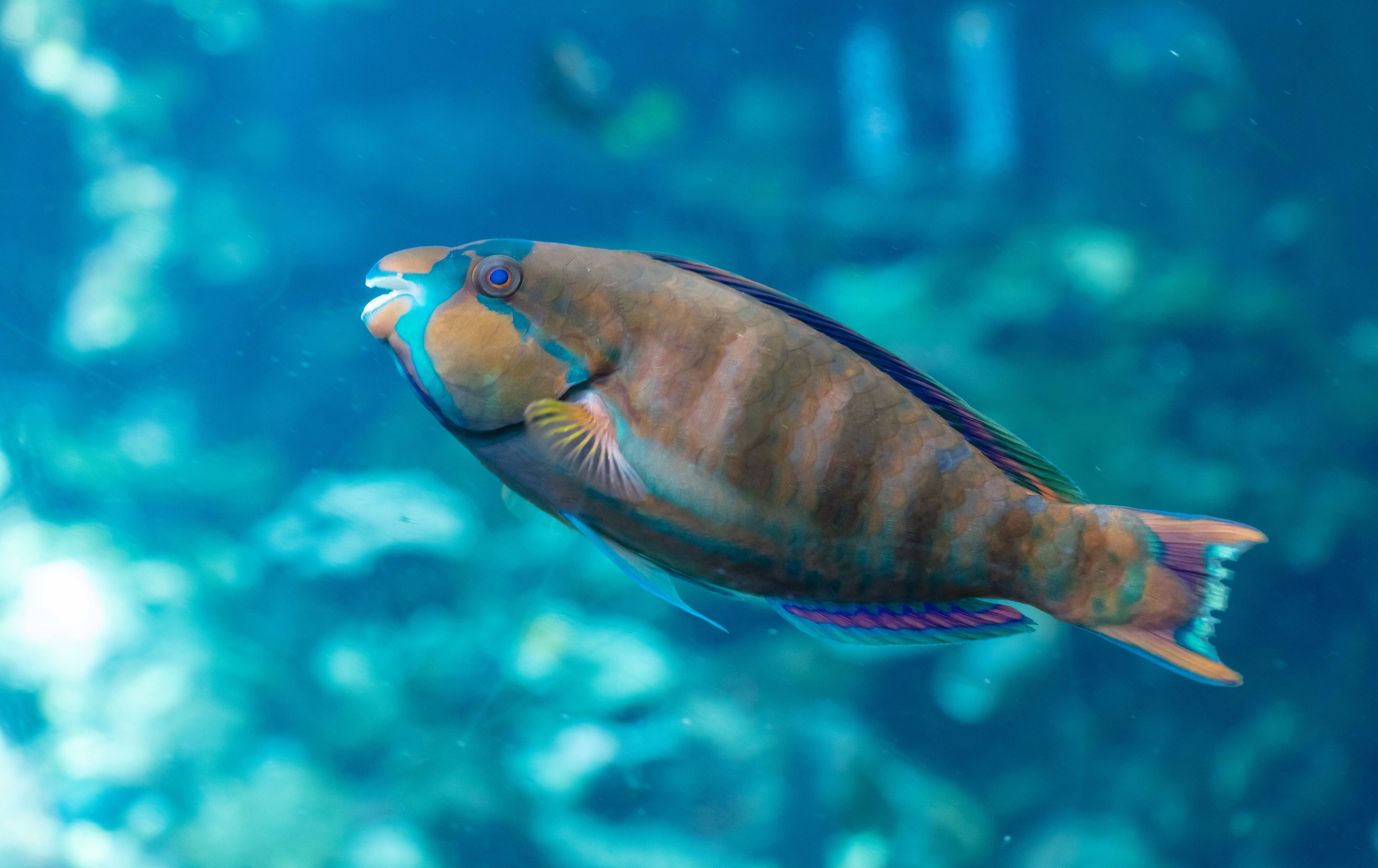 Highfin Parrotfish
