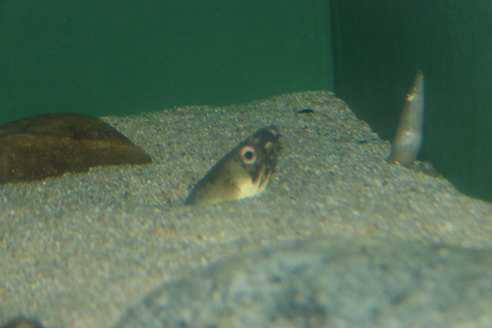 Highfin Snake Eel (Ophichthus zophistius) - Uozu Aquarium