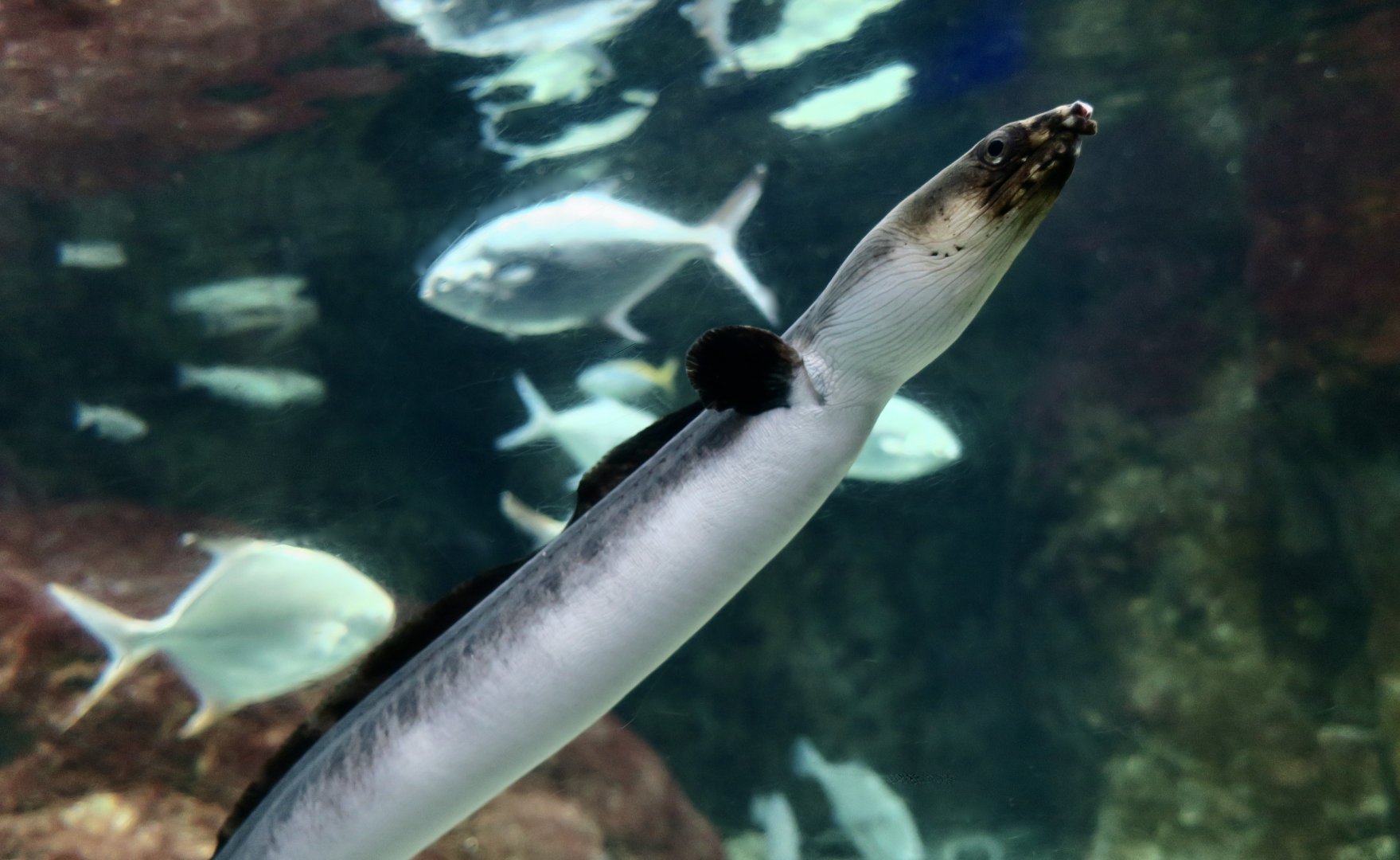 Highfin Snake Eel (Pisodonophis zophistius)