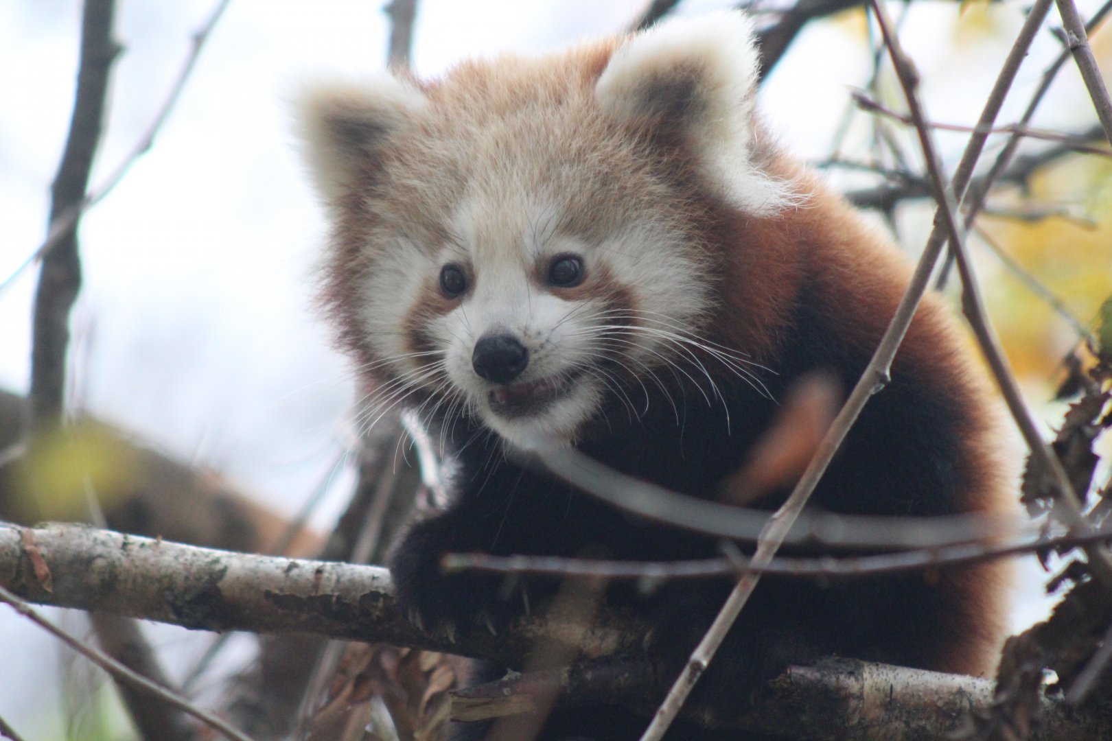 Highland Baby Red Panda