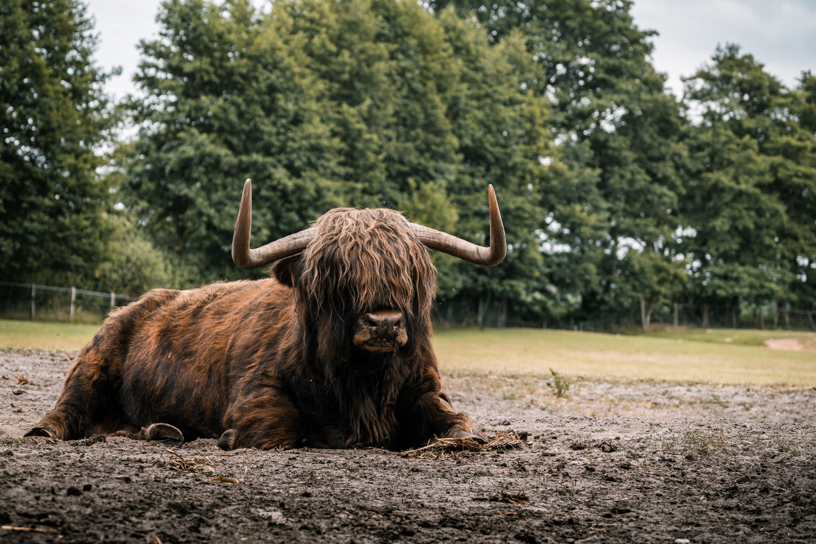 Highland Bull