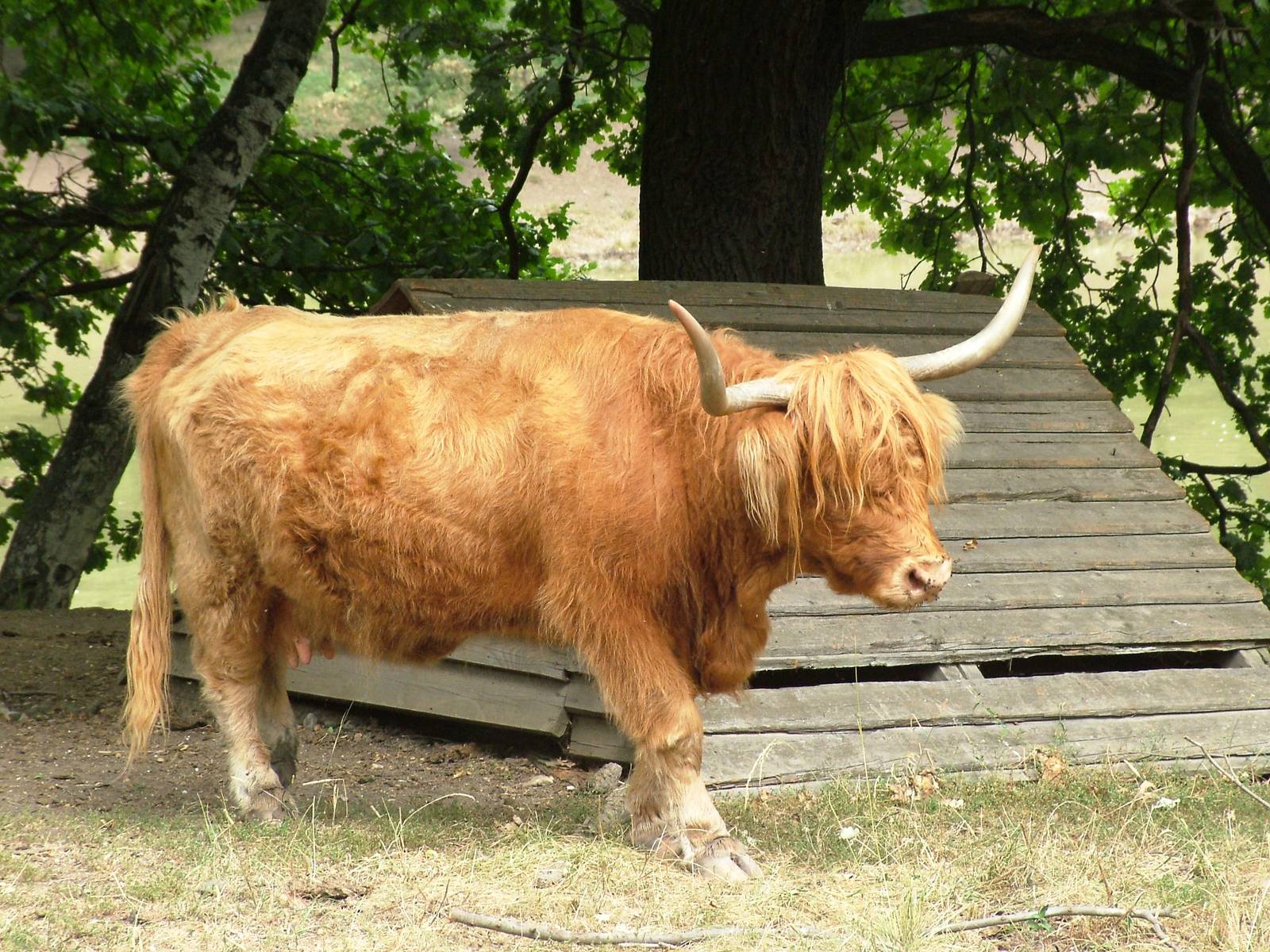 Highland Cattle at Chomutov, 30/08/12