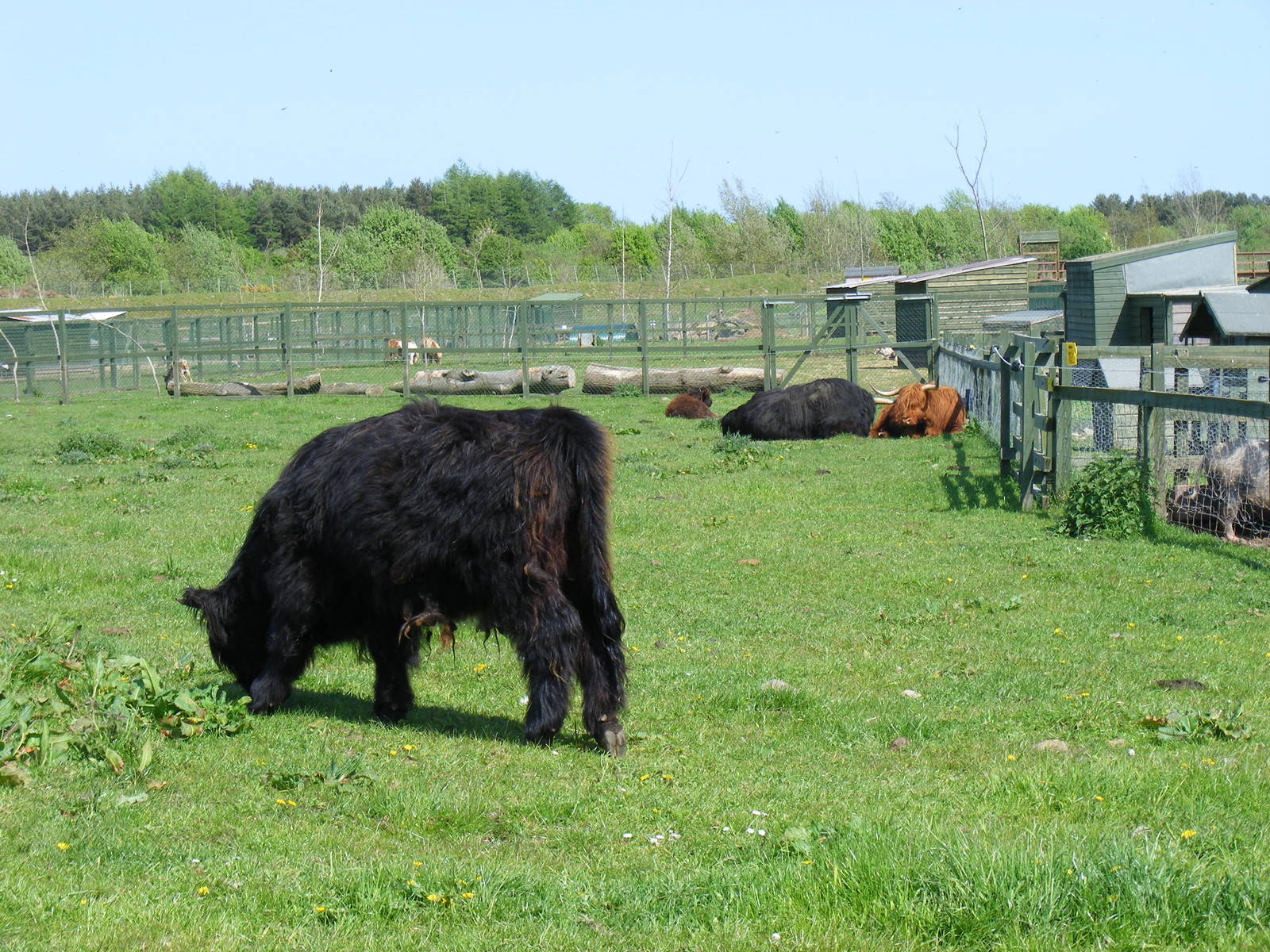 Highland cattle at Fife Animal Park, 18 May 2010