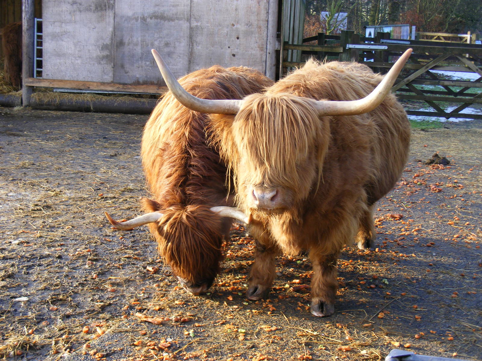 Highland cattle at Knowsley Safari Park, 28 December 2009